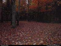 Photo by usaspirit | Not in a city  Fall season, forest in new hampsire